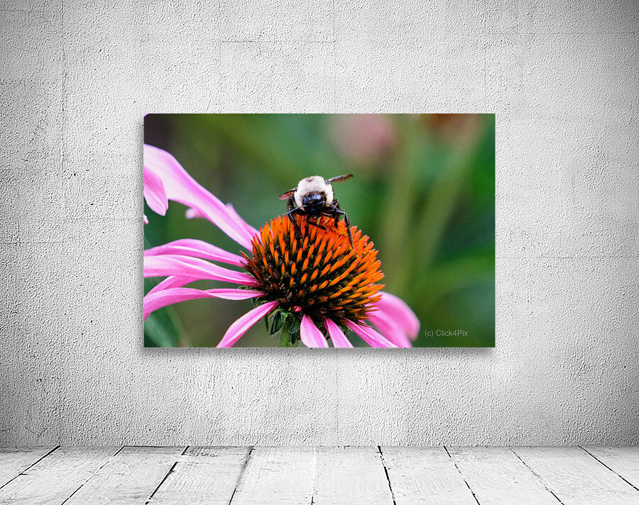 The Golden Heart of the Purple Coneflower Wall Preview