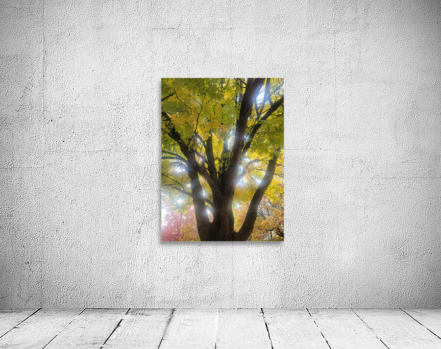 Fall Transition: Beneath the Light of Leaves Wall Preview