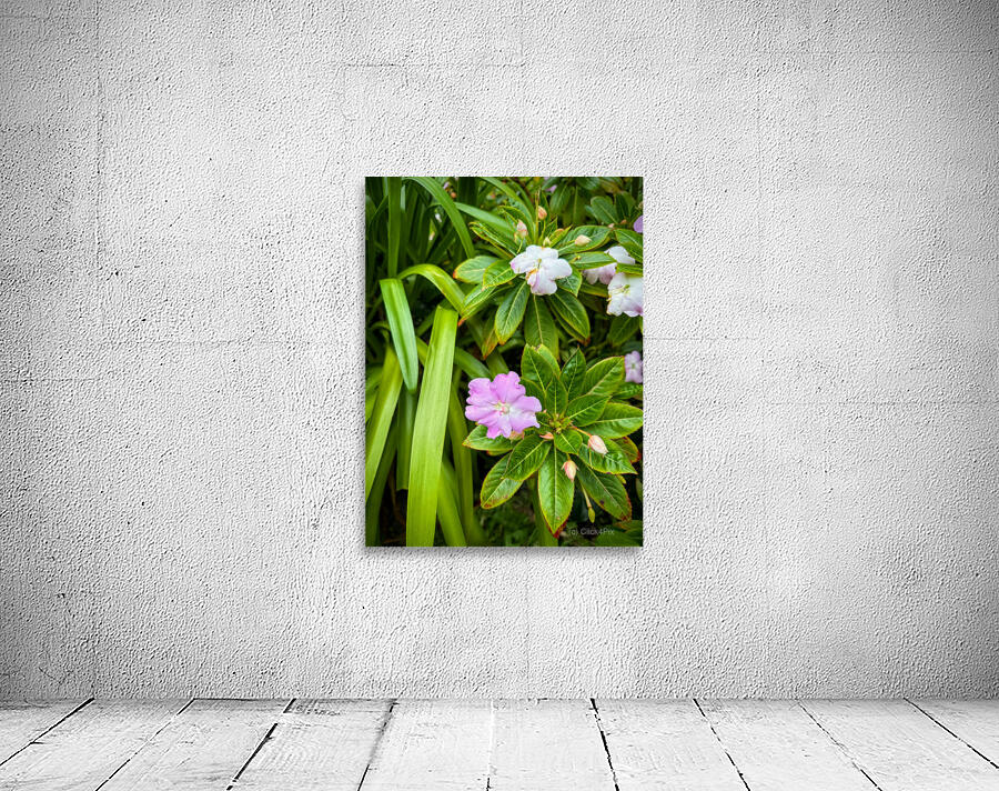 Green Rhythm Pink Pause Wall Preview