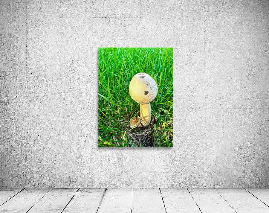 The Philosopher’s Cap Wall Preview