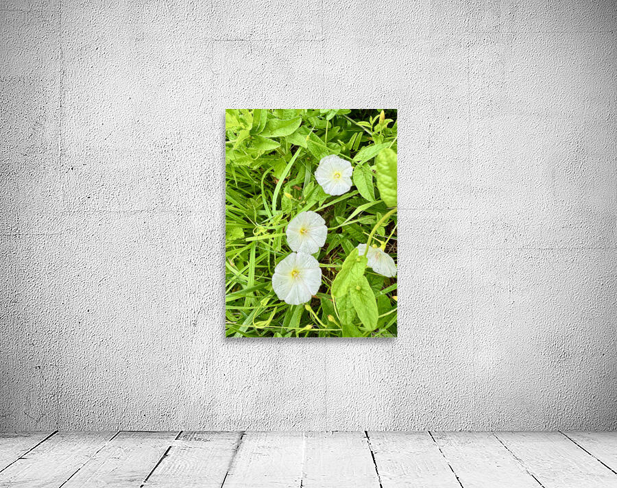 Bindweed Blossoms in the Grass Wall Preview