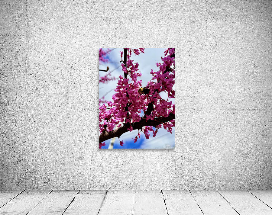 IMG 1528 Wall Preview