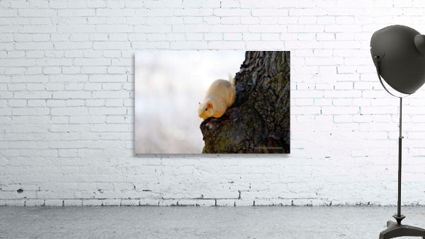 A Blonde Squirrel Moment Wall Preview