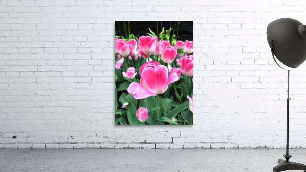 Tulips Are Better Than One C Wall Preview
