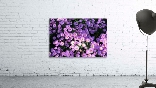 Pink Daisies 2 Wall Preview