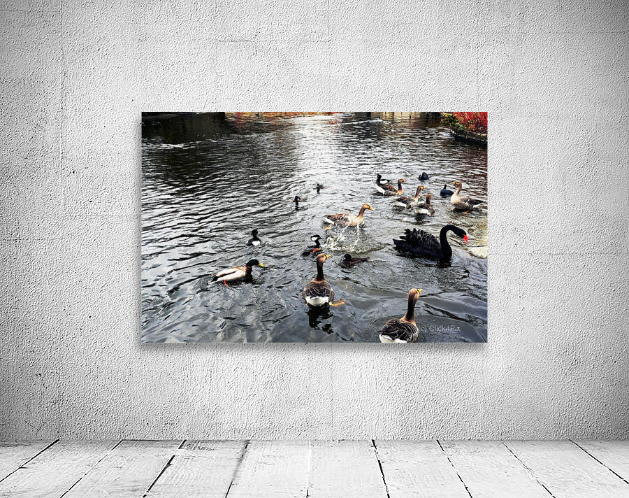 Ducking a Black Swan Moment Wall Preview