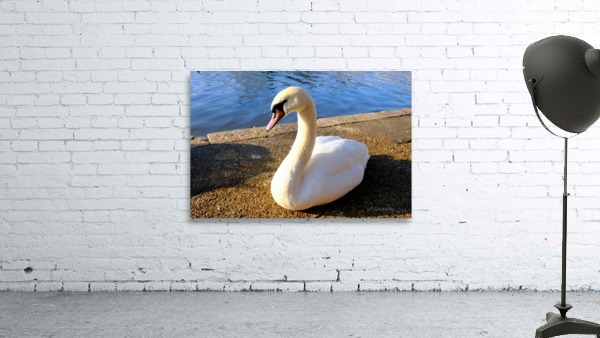 Swan Poses 1B Wall Preview