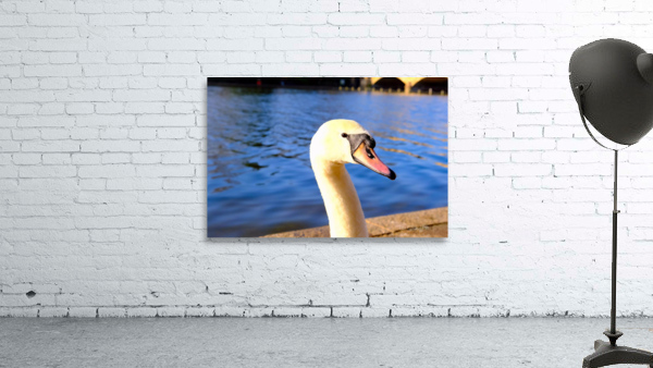 Graceful Swan by the River Wall Preview