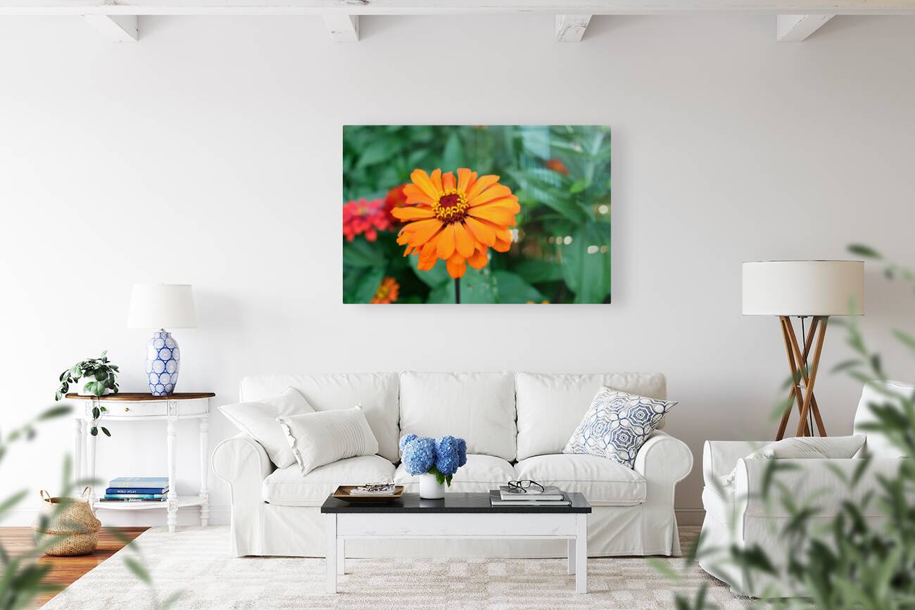 Orange You Royale King Zinnia Reproduction