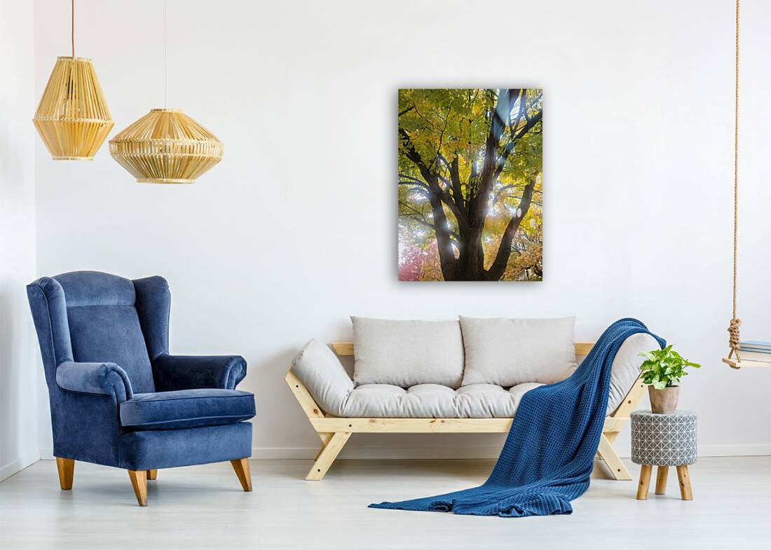 Fall Transition: Beneath the Light of Leaves Reproduction