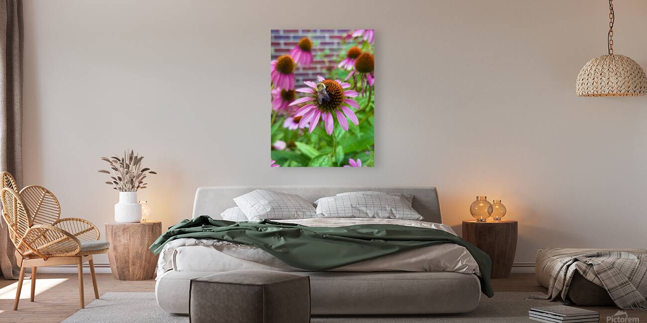 Coneflower Harmony Reproduction
