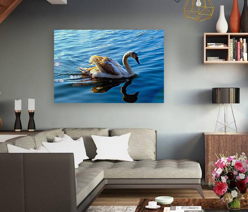 Baby Swan Cygnet Reproduction