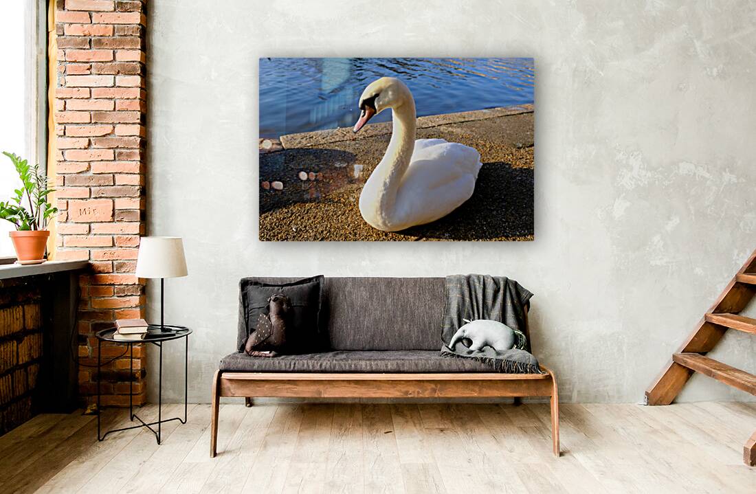 Swan Poses 1B Reproduction