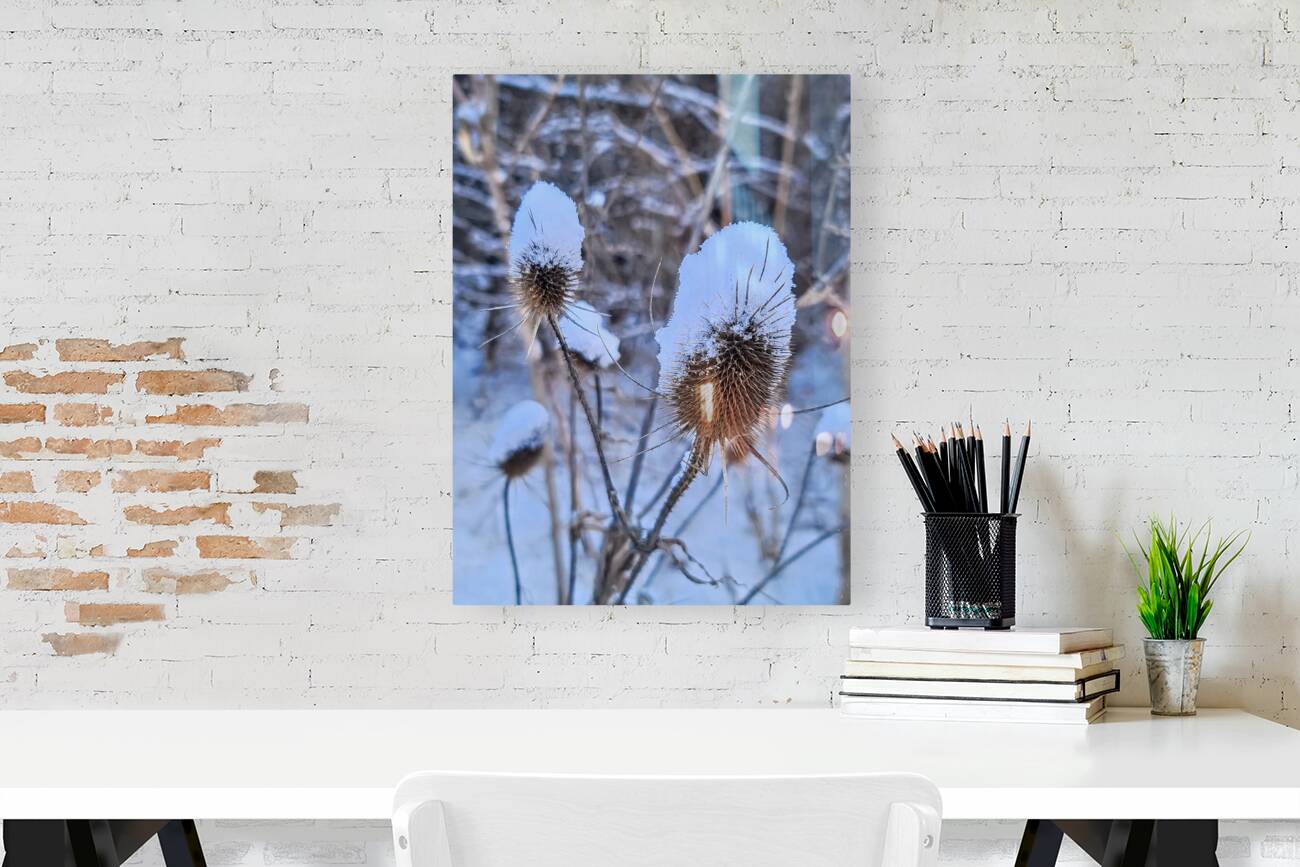 Snow Covered Prick  Winter Thistle Reproduction