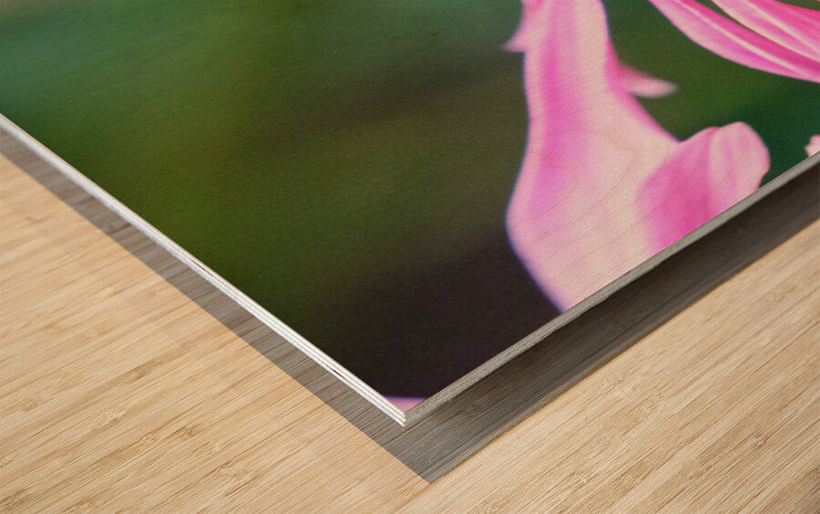 The Golden Heart of the Purple Coneflower Wood print