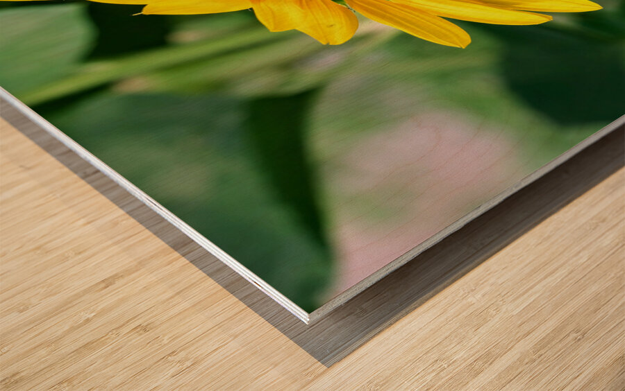 Flying into the Sun..Flower – The Dance of Daylight Wood print