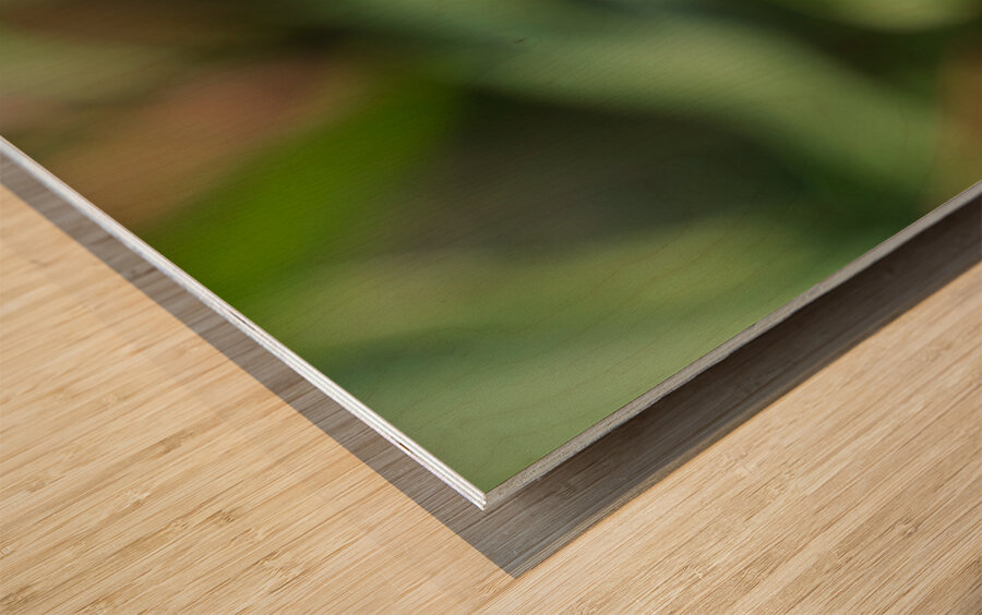 Harmony on a Purple Coneflower Wood print