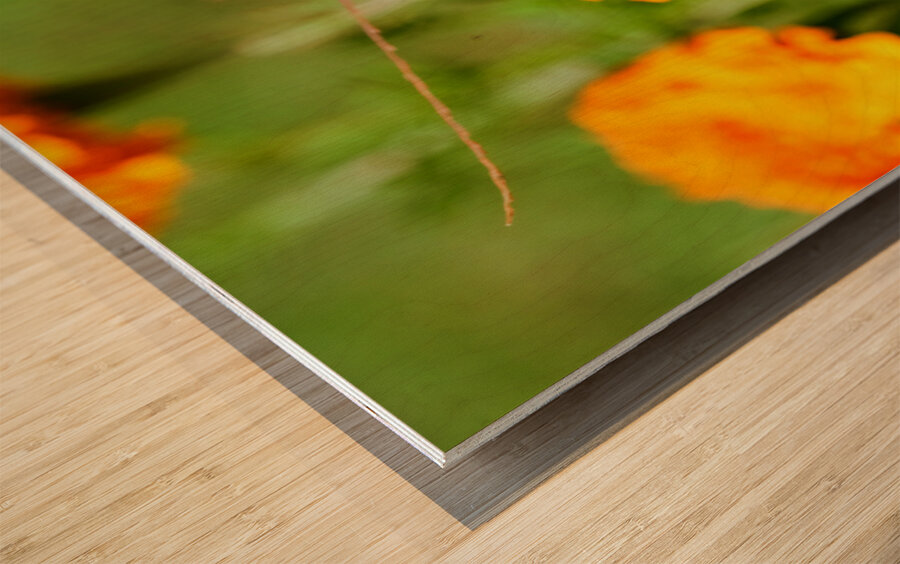 Buckeye Butterfly on Marigold: The Secret Life of Wings and Petals Wood print