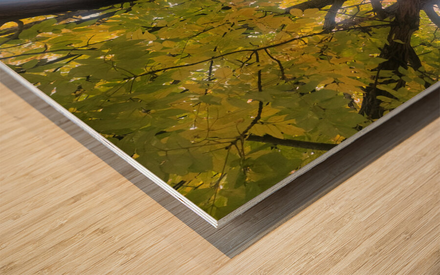 Fall Transition: Beneath the Light of Leaves Wood print