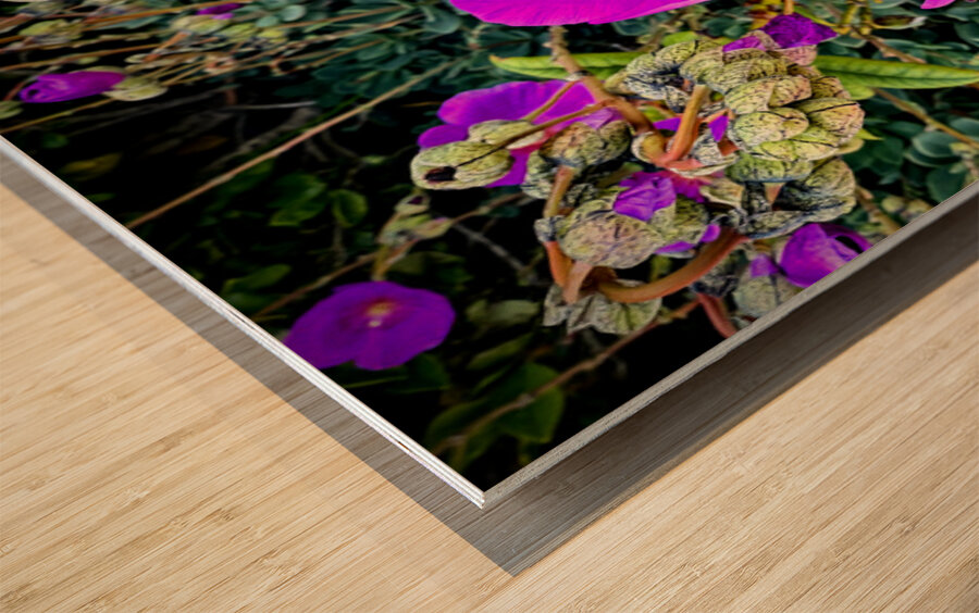 Rock Purslane: Pulse of the Desert Bloom Wood print