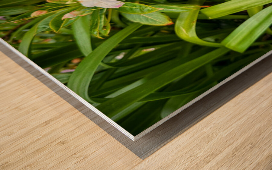 Green Rhythm Pink Pause Wood print