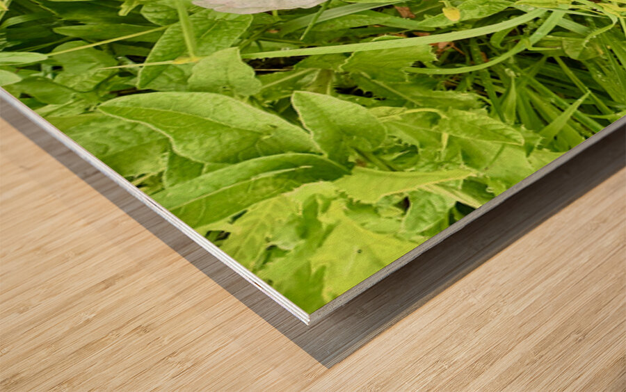 Bindweed Blossoms in the Grass Wood print