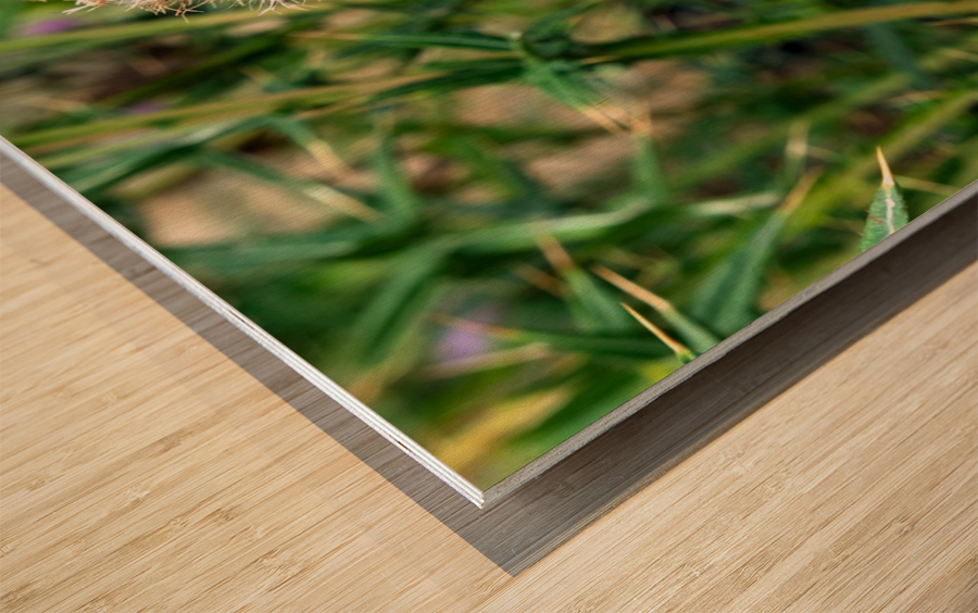 To Bee or Not to Bee   Wood print