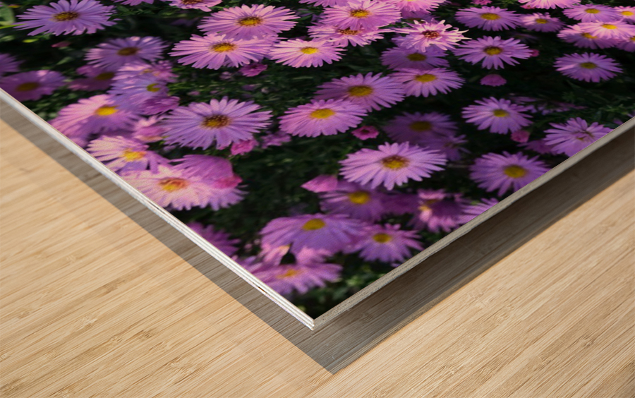 Pink Daisies 2 Wood print