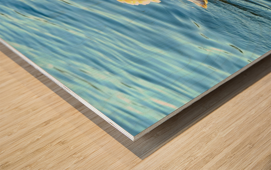 Baby Swan Cygnet Wood print