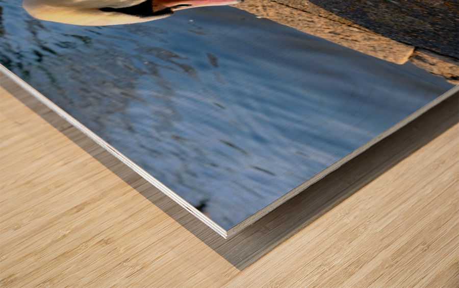 Swan Poses 1B Wood print